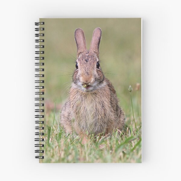 Item preview, Just a little nibble - cottontail bunny designed and sold by Linda Crockett.