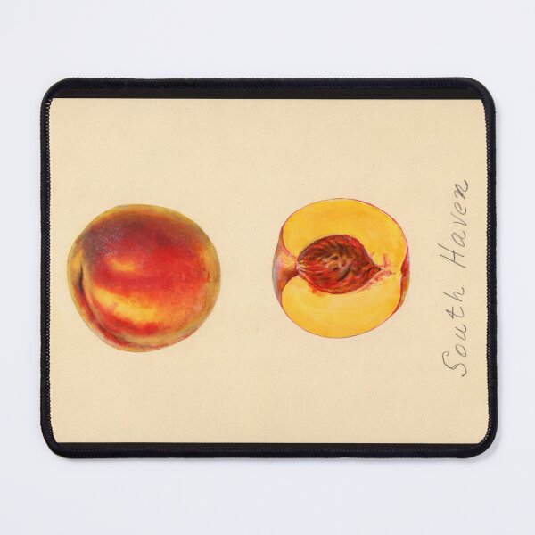 Item preview, Pomological Watercolor of South Haven Peaches (Prunus persica) designed and sold by Amanda1775.