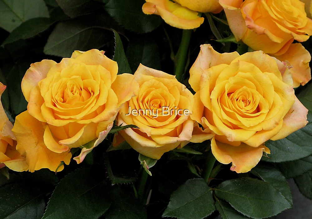 "Three Yellow Roses" by Jenny Brice Redbubble