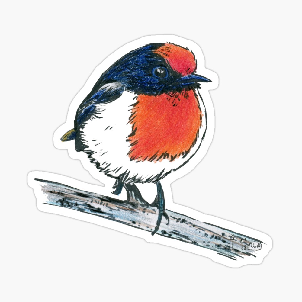 Red-Capped Robin - Bird 3 Sticker