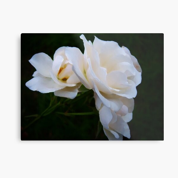 Palette White Roses Metal Print