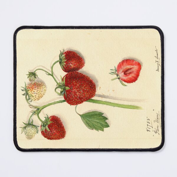Item preview, Pomological Watercolor of Glen Mary Strawberries (Fragaria) designed and sold by Amanda1775.