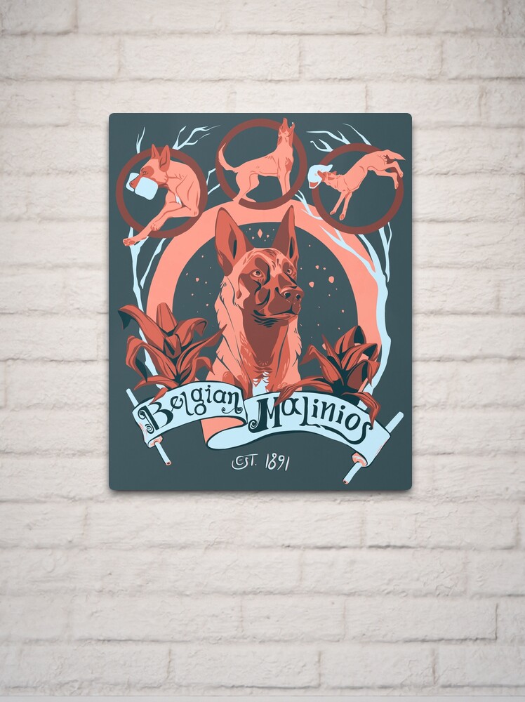 Thumbnail 2 of 4, Metal Print, Belgian Malinois designed and sold by discher.