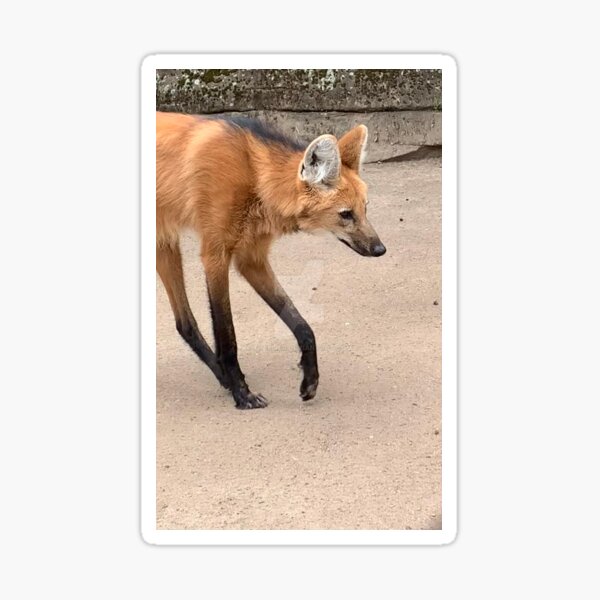 Item preview, CAPTIVE MANED WOLF designed and sold by trevorp.