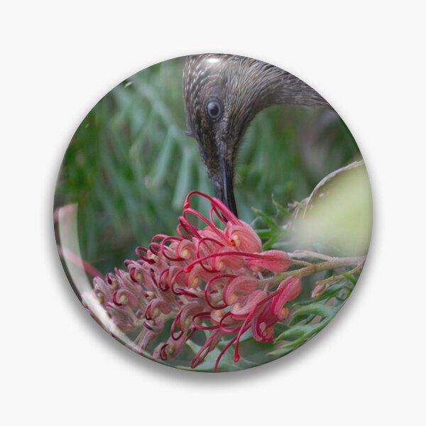 Item preview, Wattle Bird Feasting on Grevillea Flowers  designed and sold by Linda Sijpkes.