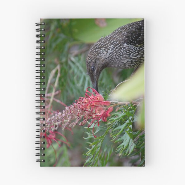 Item preview, Wattle Bird Feasting on Grevillea Flowers  designed and sold by Linda Sijpkes.