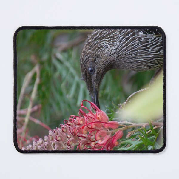 Item preview, Wattle Bird Feasting on Grevillea Flowers  designed and sold by Linda Sijpkes.