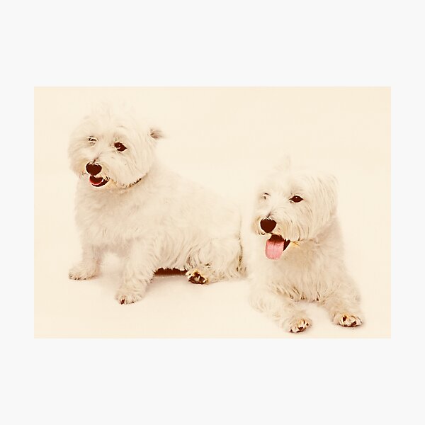 West Highland Terriers Photographic Print