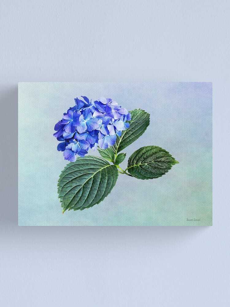 Lienzo «Hortensia azul oscuro con hojas» de SudaP0408 | Redbubble