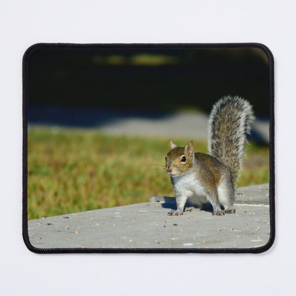 Item preview, Gray Squirrell at Lakefront Park  designed and sold by MercerImages.