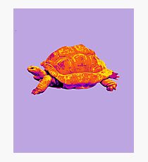 Tortoise Time Photographic Print