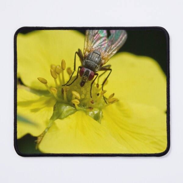 Item preview, Colorful life of a fly designed and sold by Jouko Lehto Photography.