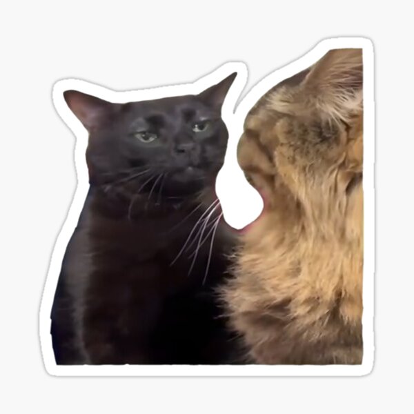 Zoned Out Cat, Dissociating, Black cat zoned out, Zoned Out Cat meme,    Kitty funny, Kitten fun, Cat Memes, Cute Animals, zoned out, cats,     Zoned Out Sticker