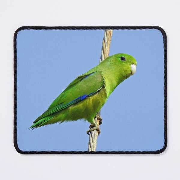 Item preview, Blue-winged Parrotlet designed and sold by Amanda Cherutte.