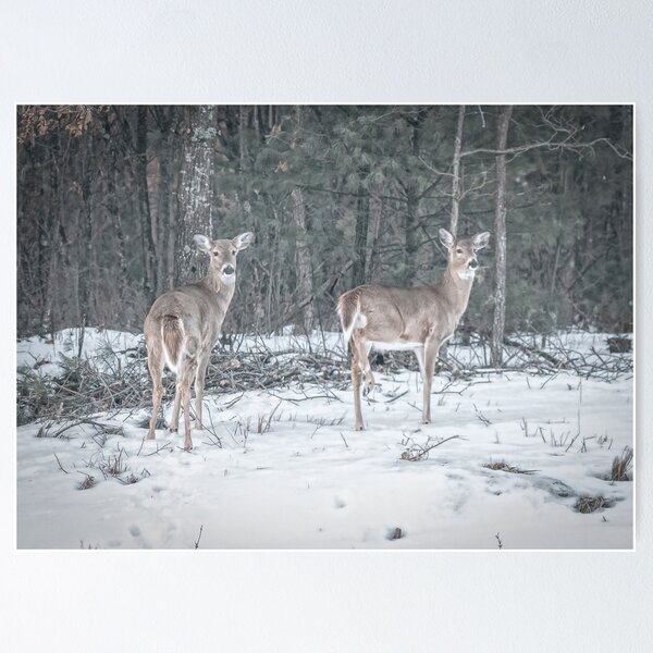 Artikelvorschau, Whitetails 2018-1 entworfen und verkauft von Thomasyoung.