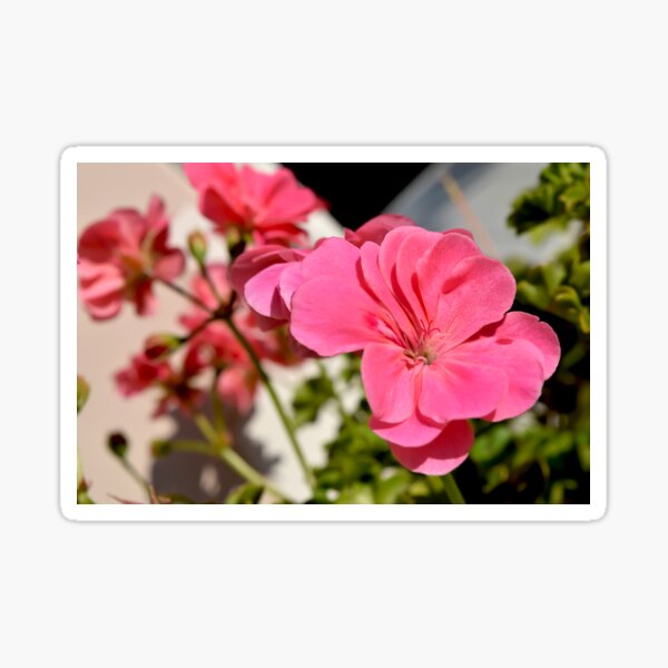 Photography of Blooming Summer Balcony Flowers Sticker