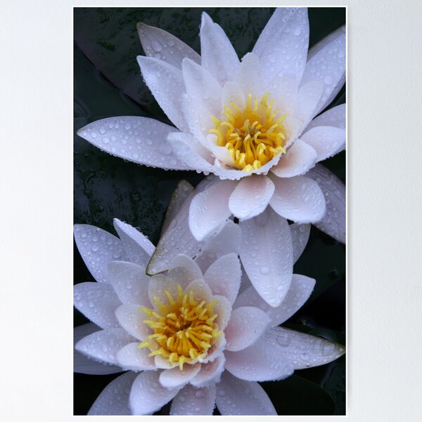Item preview, Lily Duet designed and sold by Lucy Hollis.