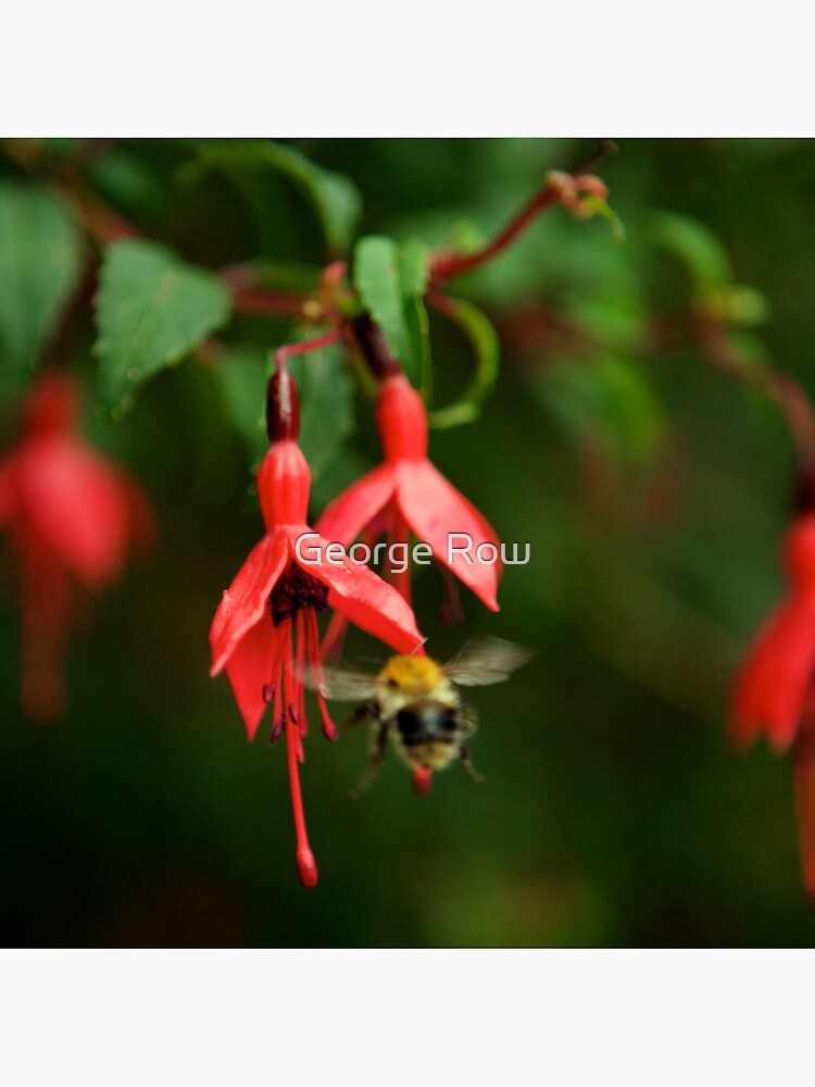Fuchsia at Loch Na Fooey (wide) by VeryIreland