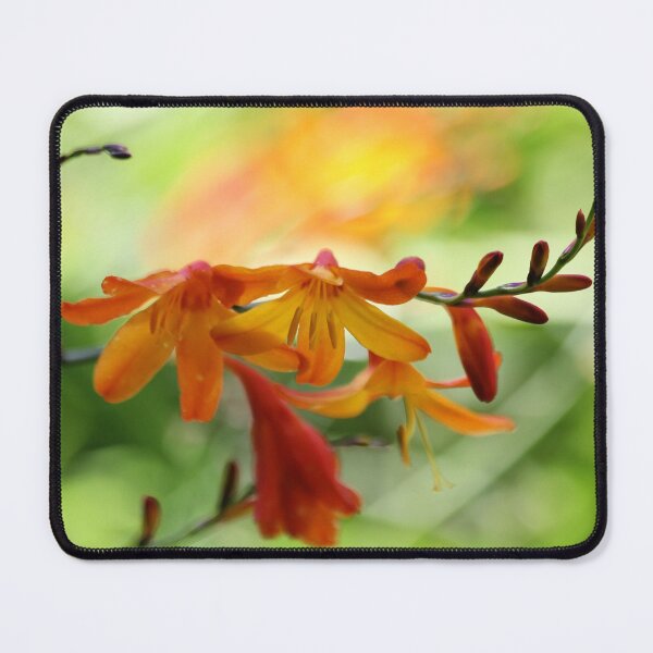 Item preview, Crocosmia designed and sold by ASTRID EWING.