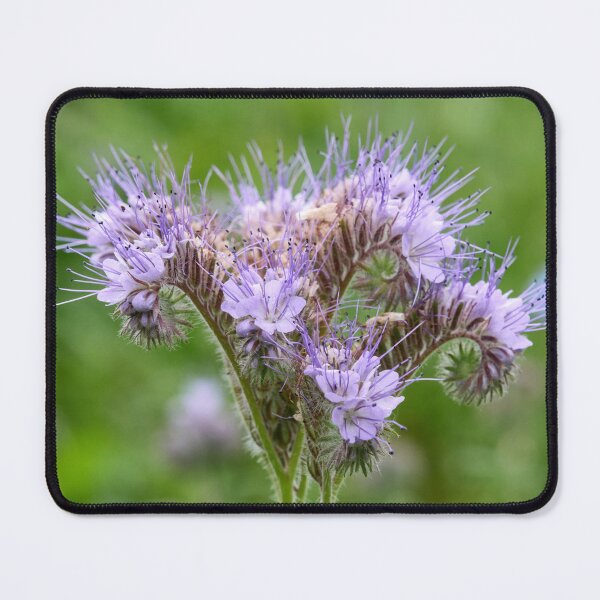 Item preview, Where are the bees. Lacy phacelia designed and sold by Jouko Lehto Photography.