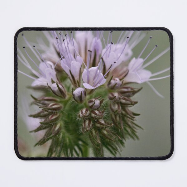 Item preview, The pale purple one. Lacy phacelia designed and sold by Jouko Lehto Photography.