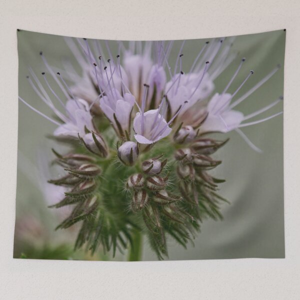 Item preview, The pale purple one. Lacy phacelia designed and sold by Jouko Lehto Photography.