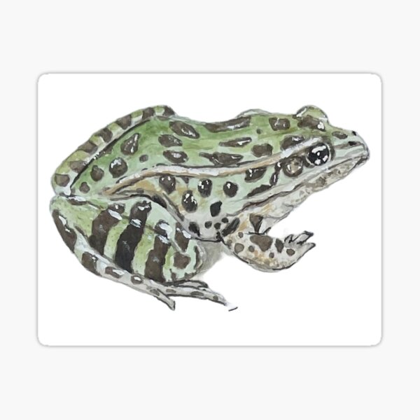 A baby bullfrog, a leopard frog, and a pickerel frog : r/herpetology