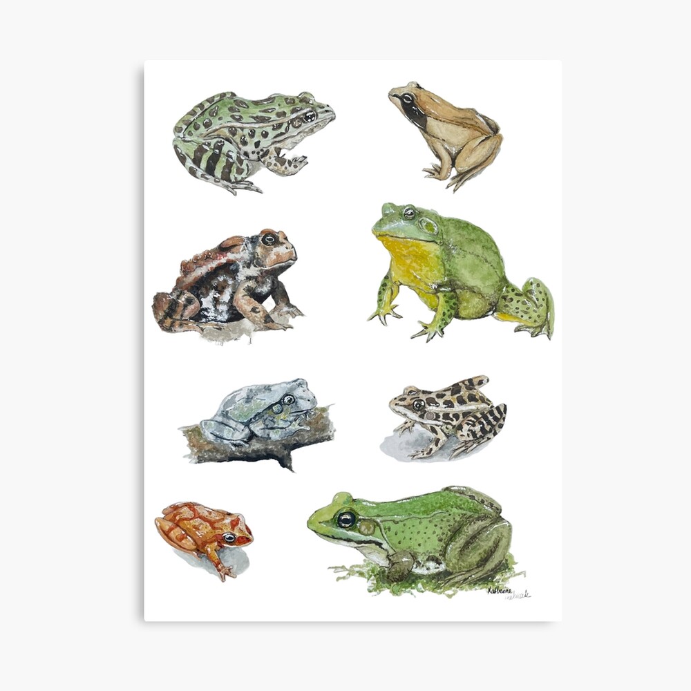 Frogs, Anura Dimensions & Drawings