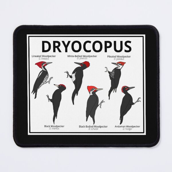 Item preview, Dryocopus Woodpeckers designed and sold by taylorrowan.