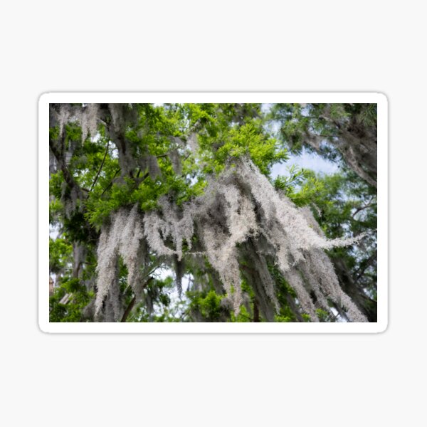 Item preview, Breeze in the Spanish Moss designed and sold by elisewied.