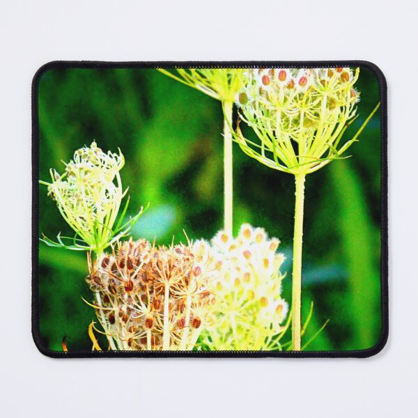 Item preview, Seedheads of wild carrot designed and sold by angel1.