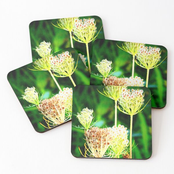 Item preview, Seedheads of wild carrot designed and sold by angel1.