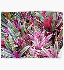 Honolulu Rhoeo spathacea Poster