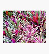 Honolulu Rhoeo spathacea Photographic Print