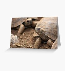Baby Giants Greeting Card