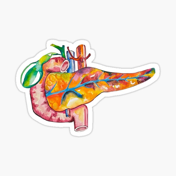 Watercolor Pancreas Sticker