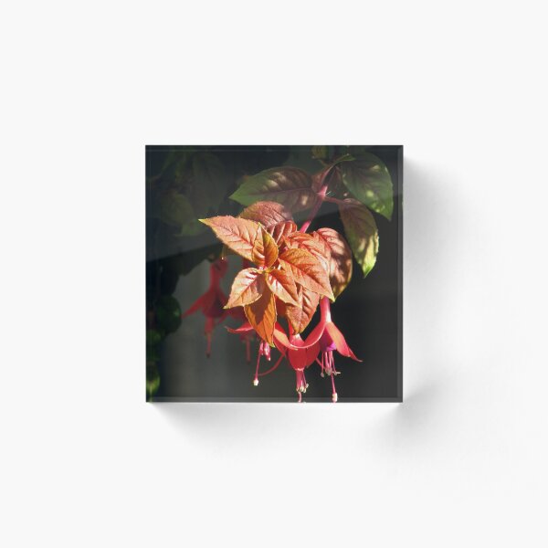 Fuchsia Acrylic Block