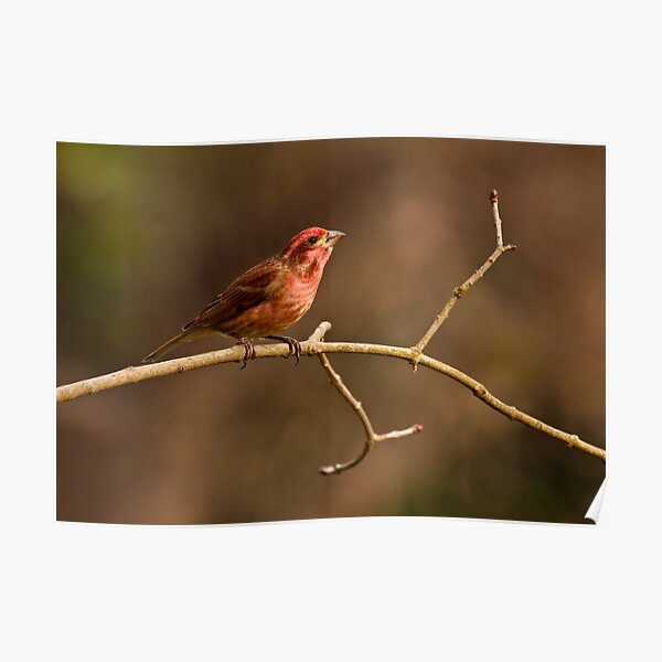 PURPLE FINCH Poster