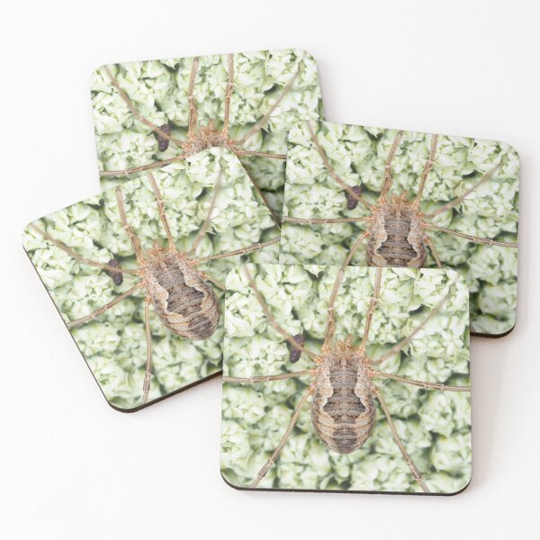 Item preview, Harvestman - Phalangium opilio  designed and sold by SDym Photography.