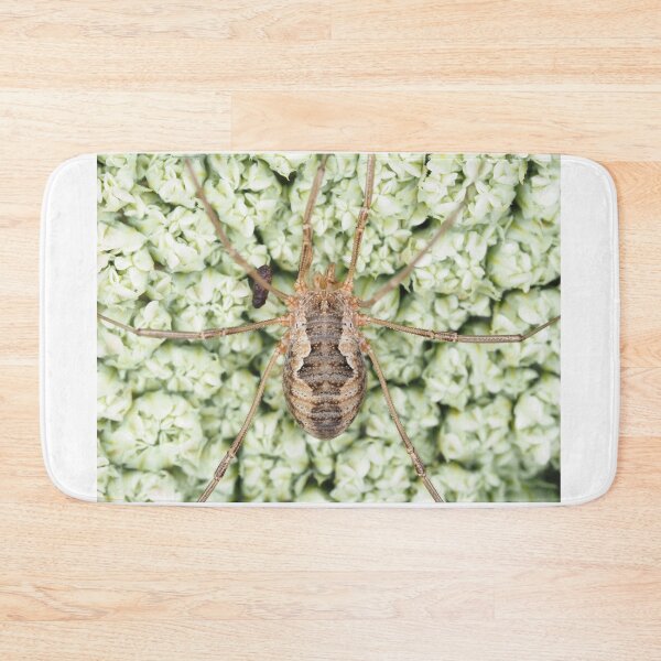Item preview, Harvestman - Phalangium opilio  designed and sold by SDym Photography.