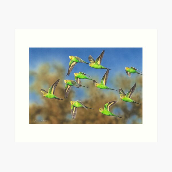 Item preview, Timber Creek (Budgerigars) designed and sold by Frances McMahon Watercolour Bird Artist.