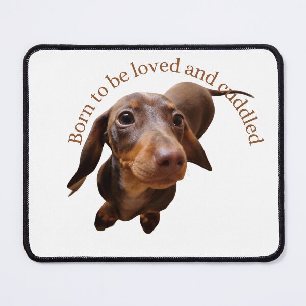 Item preview, Born to be loved and cuddled. mini Dachshund dog designed and sold by Debsgiftware Ward.
