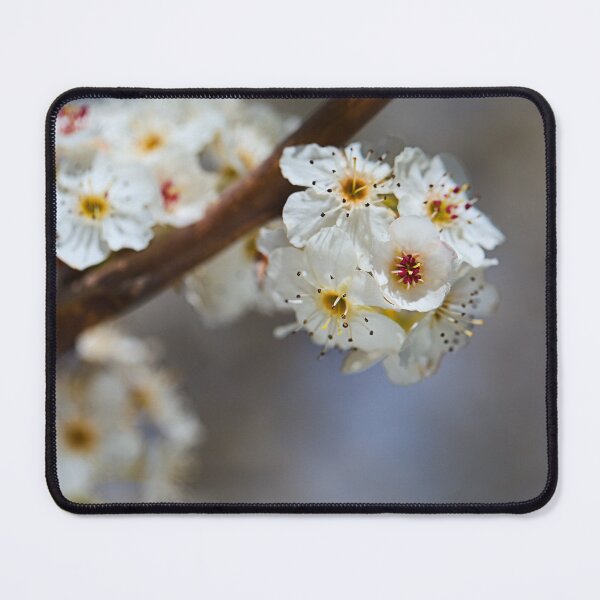 Item preview, White Blossom On The Tree Branch designed and sold by Joy Watson - Natural Light Photography .