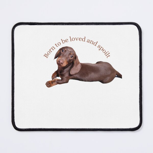 Item preview, Born to be loved and spoilt . Mini Dachshund dog designed and sold by Debsgiftware Ward.