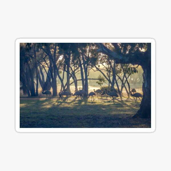 Emu Mob at Sunrise Sticker
