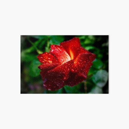 Raindrops on Roses Art Board Print