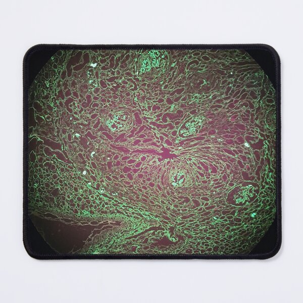 Item preview, Histology of renal tubules, immunofluorescence, 40x designed and sold by Psymier.