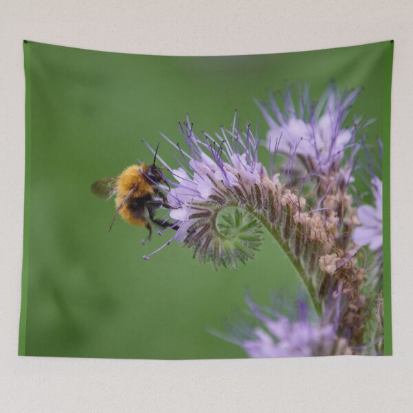 Item preview, Moss carder bee on Lacy phacelia designed and sold by Jouko Lehto Photography.