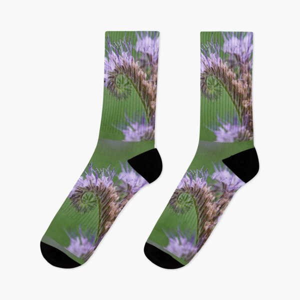 Item preview, Moss carder bee on Lacy phacelia designed and sold by Jouko Lehto Photography.