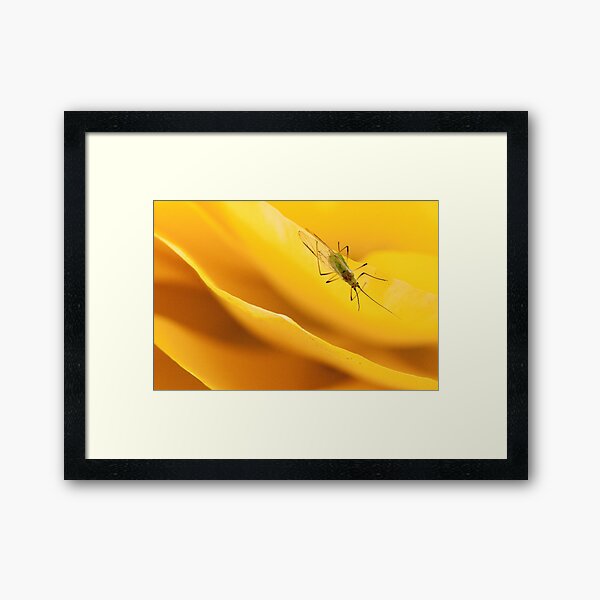 Bug at Work Framed Art Print